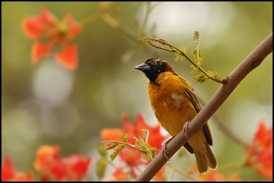  Wikłacz zmienny Ptaki Nikon D200 Sigma APO 50-500mm f/4-6.3 HSM Senegal 0 ptak fauna dziób dzikiej przyrody wilga na starym świecie rudzik flycatcher starego świata organizm zięba gałąź