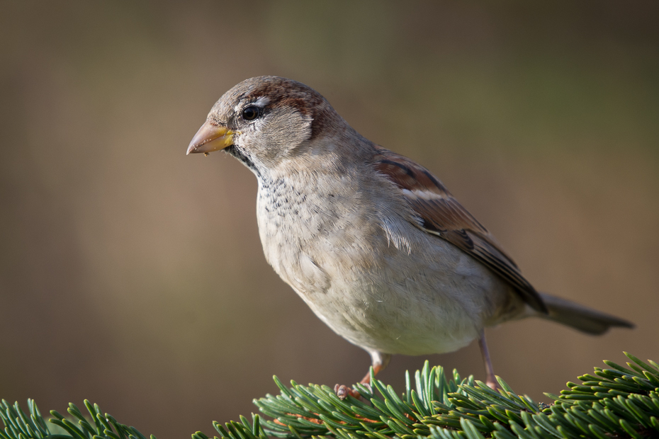  Wróbel Ptaki Nikon D7100 NIKKOR 200-500mm f/5.6E AF-S Zwierzęta ptak wróbel dziób fauna zięba dzikiej przyrody ptak przysiadujący ścieśniać Emberizidae