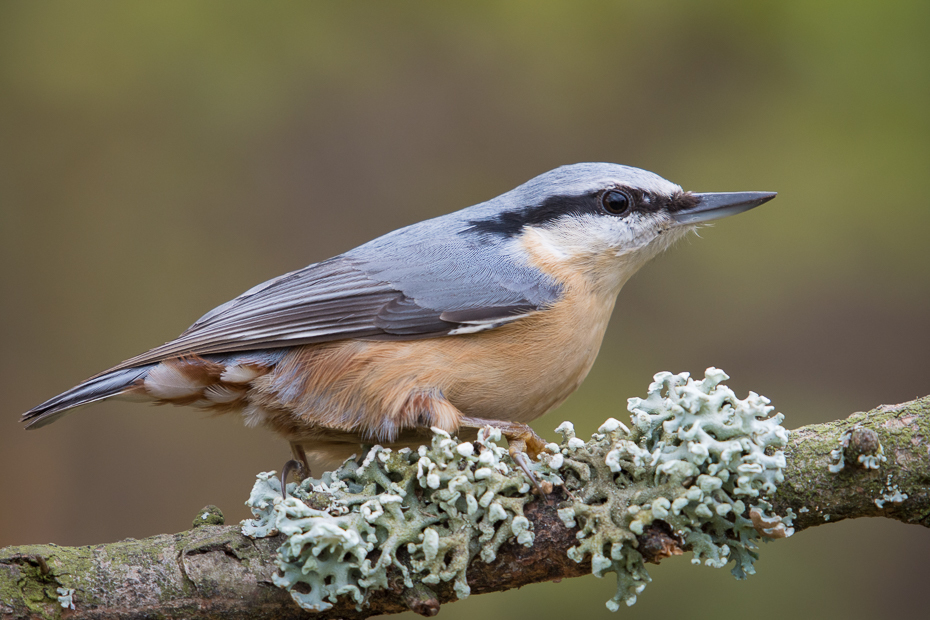  Kowalik Ptaki Nikon D7100 NIKKOR 200-500mm f/5.6E AF-S Zwierzęta ptak fauna dziób dzikiej przyrody flycatcher starego świata chickadee ptak przysiadujący strzyżyk organizm skrzydło