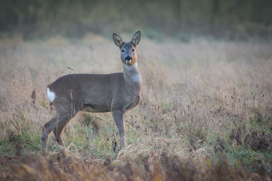  Sarna Inne Nikon D7200 NIKKOR 200-500mm f/5.6E AF-S Zwierzęta dzikiej przyrody jeleń fauna ssak pustynia Sarna z bialym ogonem łąka zwierzę lądowe trawa preria