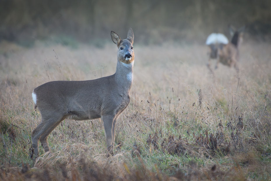  Sarny Inne Nikon D7200 NIKKOR 200-500mm f/5.6E AF-S Zwierzęta dzikiej przyrody jeleń fauna ssak pustynia Sarna z bialym ogonem łąka zwierzę lądowe trawa Park Narodowy