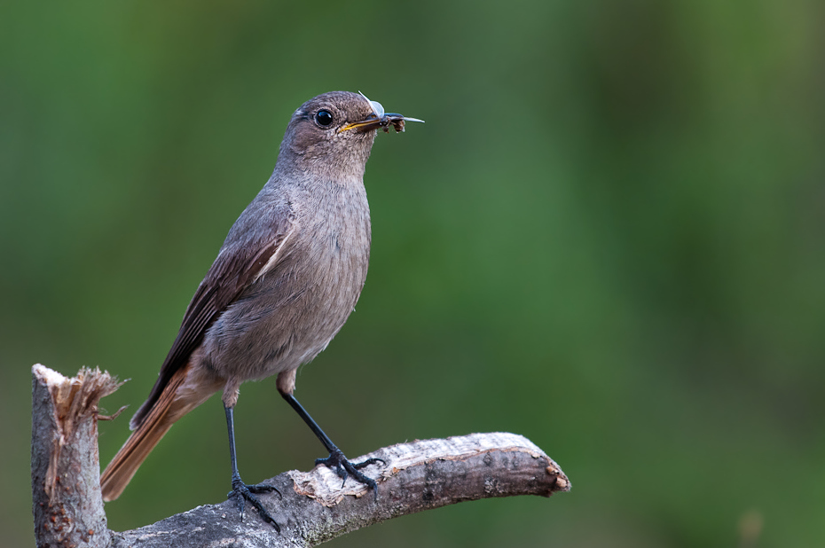  Kopciuszek Ptaki karmnik Nikon D300 Sigma APO 500mm f/4.5 DG/HSM Zwierzęta ptak fauna dziób dzikiej przyrody słowik flycatcher starego świata strzyżyk organizm Emberizidae ptak przysiadujący