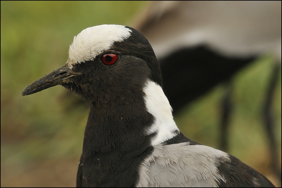  Czajka srokata Ptaki Nikon D300 Sigma APO 500mm f/4.5 DG/HSM Tanzania 0 ptak dziób fauna ścieśniać pióro organizm dzikiej przyrody ptak morski