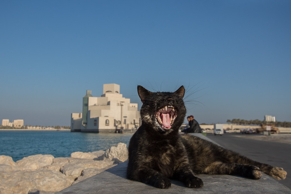  Doha 0 Katar Nikon D7200 Sigma 10-20mm f/3.5 HSM niebo morze plaża kot pysk piasek Wybrzeże wąsy