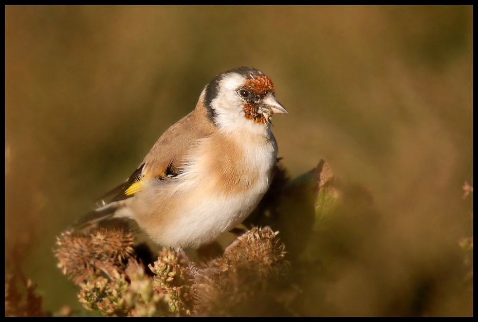  Szczygieł Ptaki szczygiel ptaki goldfinch Nikon D200 Sigma APO 50-500mm f/4-6.3 HSM Zwierzęta ptak fauna zięba dziób dzikiej przyrody brambling szczygieł wróbel ptak przysiadujący Emberizidae