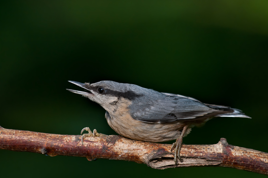  Kowalik Ptaki Nikon D300 Sigma APO 500mm f/4.5 DG/HSM Zwierzęta ptak fauna dziób dzikiej przyrody flycatcher starego świata organizm skrzydło strzyżyk słowik Emberizidae