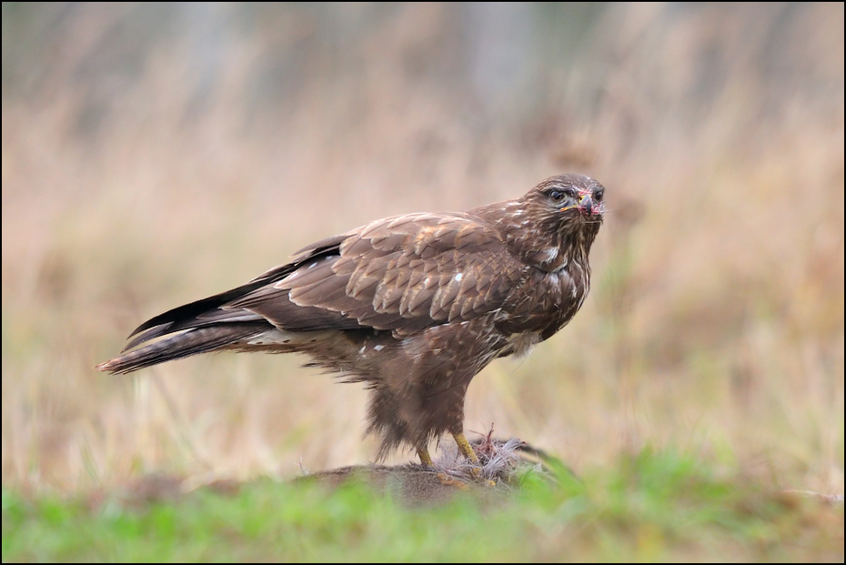  Myszołów Ptaki Nikon D300 Sigma APO 500mm f/4.5 DG/HSM Zwierzęta ptak fauna ptak drapieżny ekosystem dziób myszołów orzeł dzikiej przyrody ecoregion organizm