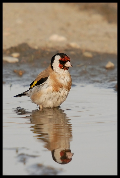  Szczygieł Ptaki szczygieł ptaki Nikon D200 Sigma APO 50-500mm f/4-6.3 HSM Zwierzęta ptak fauna dziób pióro zięba dzikiej przyrody ptak przysiadujący wróbel