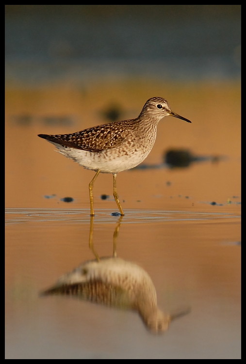  Łęczak Ptaki Nikon D200 Sigma APO 50-500mm f/4-6.3 HSM Zwierzęta ptak fauna dziób shorebird brodziec dzikiej przyrody redshank niebo ranek pióro