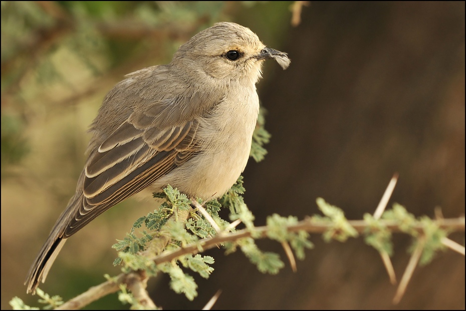  Mucharka szara Ptaki Nikon D300 Sigma APO 500mm f/4.5 DG/HSM Tanzania 0 ptak fauna dziób wróbel dzikiej przyrody flycatcher starego świata słowik Emberizidae zięba Wróbel