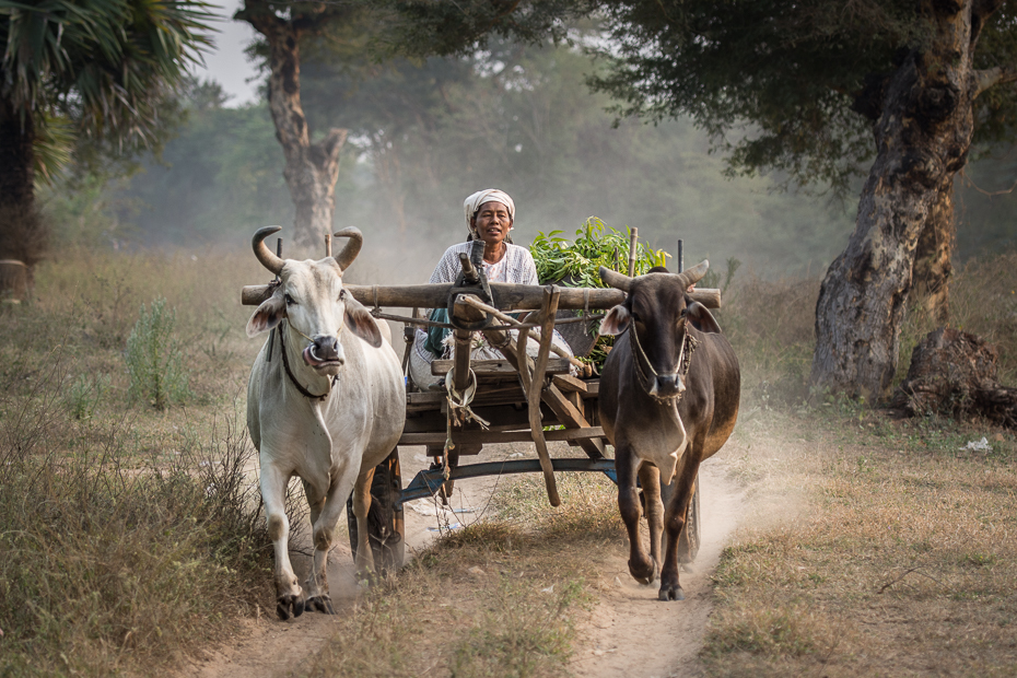  Zaprzęg drodze Nikon D7200 AF-S Nikkor 70-200mm f/2.8G 0 Myanmar bydło takie jak ssak rodzaj transportu wózek stado róg oxcart obszar wiejski wół drzewo pojazd