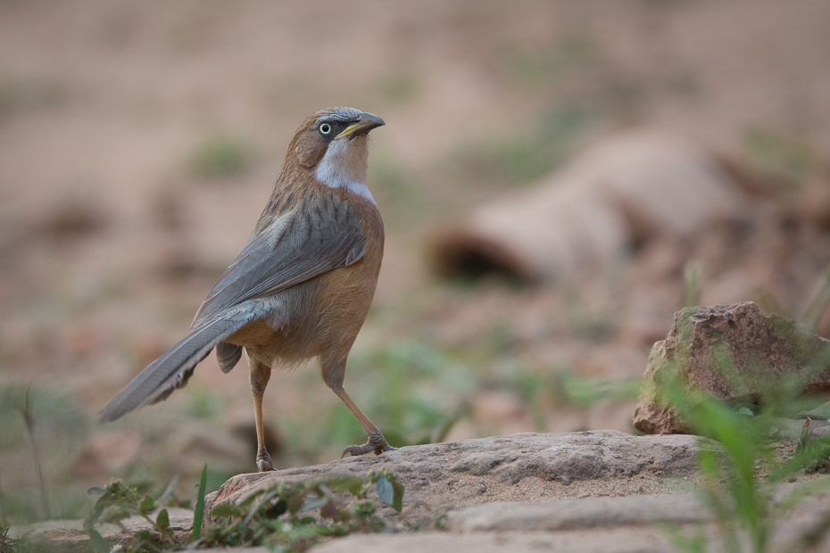  Tymal białogardły Przyroda Nikon D7100 Sigma 150-600mm f/5-6.3 HSM 0 Myanmar ptak fauna dziób ekosystem dzikiej przyrody flycatcher starego świata skowronek ptak przysiadujący ecoregion Emberizidae