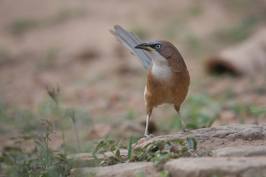  Tymal białogardły Przyroda Nikon D7100 Sigma 150-600mm f/5-6.3 HSM 0 Myanmar ptak fauna ekosystem dziób dzikiej przyrody strzyżyk flycatcher starego świata ecoregion organizm słowik