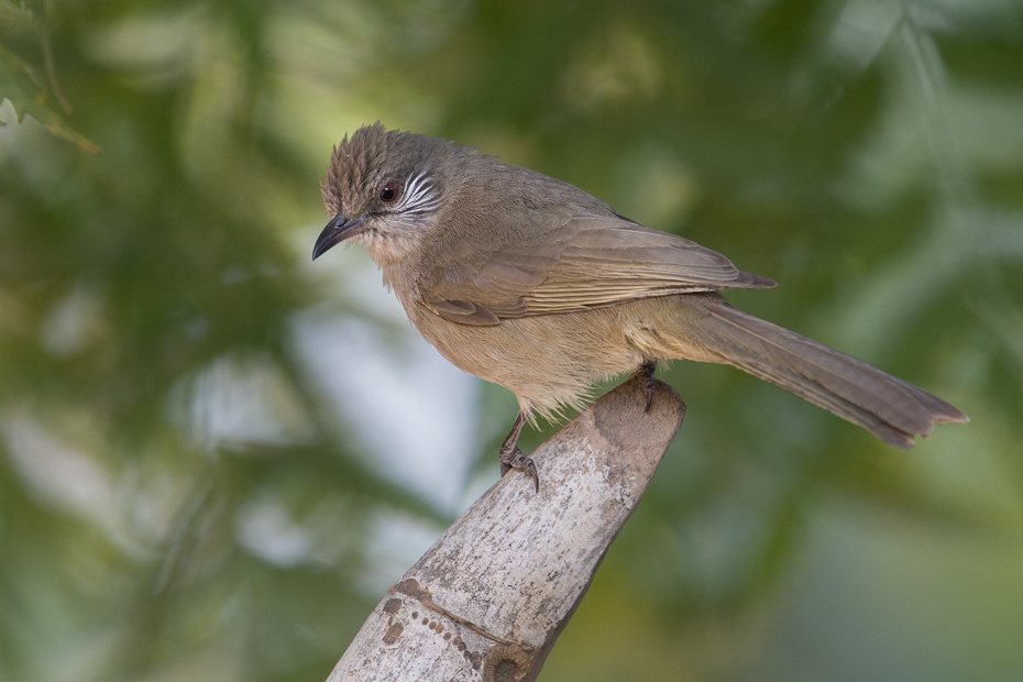  Bilbil kreskouchy Przyroda Nikon D7200 NIKKOR 200-500mm f/5.6E AF-S 0 Myanmar ptak fauna dziób słowik flycatcher starego świata dzikiej przyrody Emberizidae skrzydło organizm ptak przysiadujący