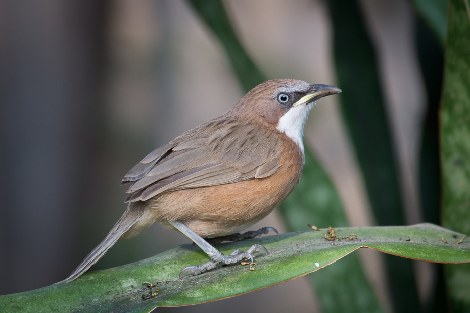  Tymal białogardły Przyroda Nikon D7200 NIKKOR 200-500mm f/5.6E AF-S 0 Myanmar ptak fauna dziób słowik strzyżyk dzikiej przyrody flycatcher starego świata wróbel ptak przysiadujący Emberizidae