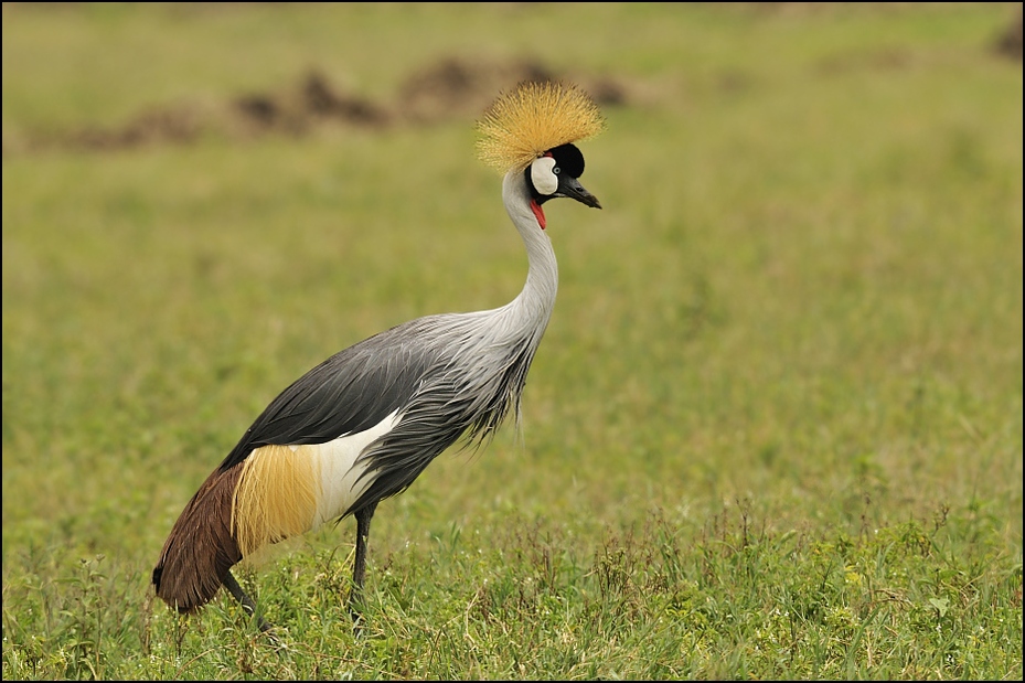  Żuraw koroniasty Ptaki Nikon D300 Sigma APO 500mm f/4.5 DG/HSM Tanzania 0 ptak dźwig żuraw jak ptak ekosystem fauna dziób dzikiej przyrody trawa łąka Ciconiiformes