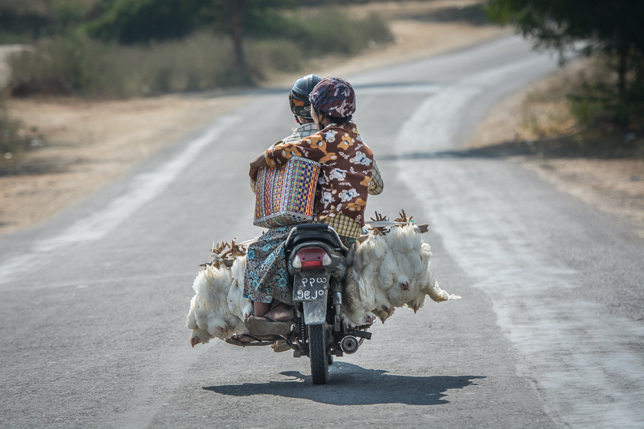  Kurczaki drodze Nikon D7100 AF-S Nikkor 70-200mm f/2.8G 0 Myanmar motocykl pojazd motocykli rodzaj transportu Droga pojazd silnikowy gleba asfalt samochód