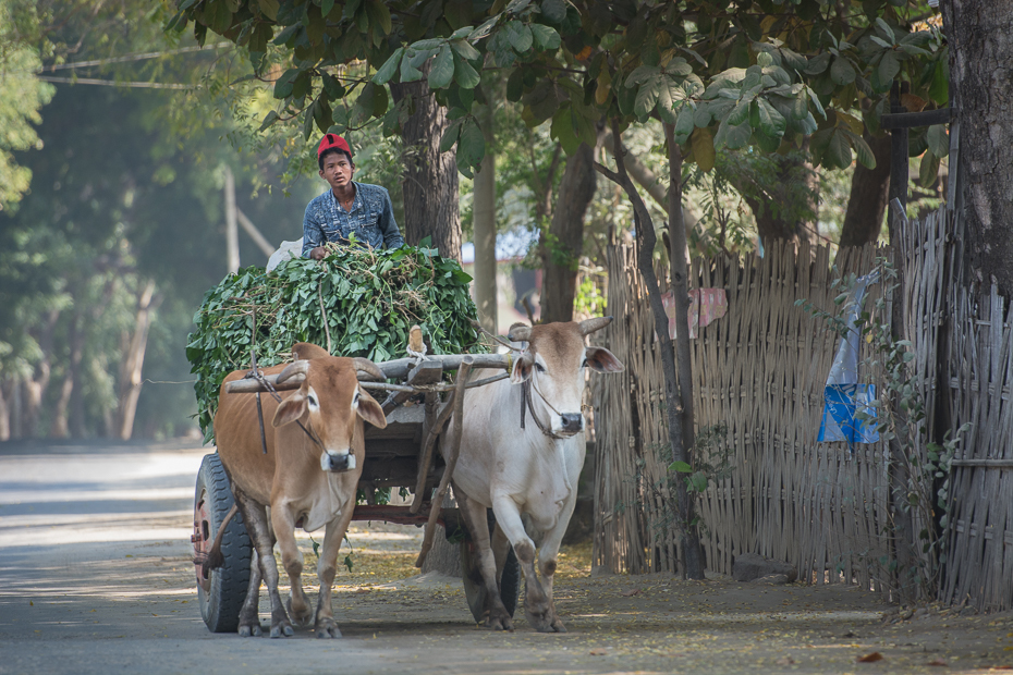  Powóz Ludzie Nikon D7100 AF-S Nikkor 70-200mm f/2.8G 0 Myanmar drzewo roślina pojazd dzikiej przyrody bydło takie jak ssak juczne zwierzę wół żywy inwentarz