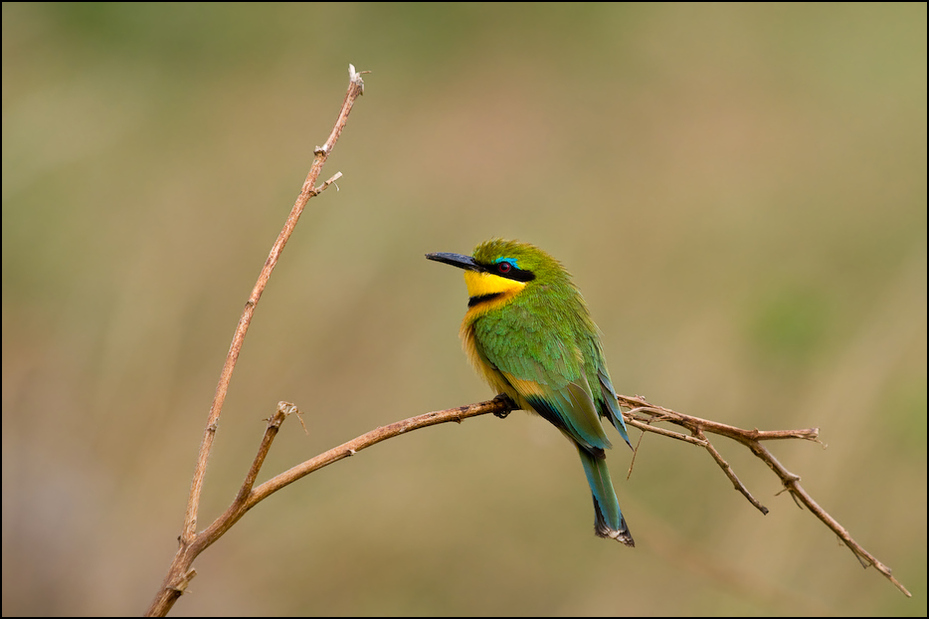  Żołna mała Ptaki Nikon D300 Sigma APO 500mm f/4.5 DG/HSM Kenia 0 ptak dziób fauna dzikiej przyrody zjadacz pszczół coraciiformes flycatcher starego świata skrzydło organizm Gałązka