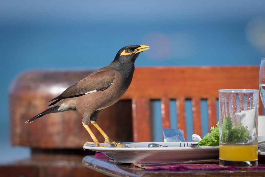  Majna brunatna Przyroda Nikon D7200 NIKKOR 200-500mm f/5.6E AF-S 0 Myanmar ptak fauna dziób acridotheres dzikiej przyrody pospolita myna organizm skrzydło ptak przysiadujący