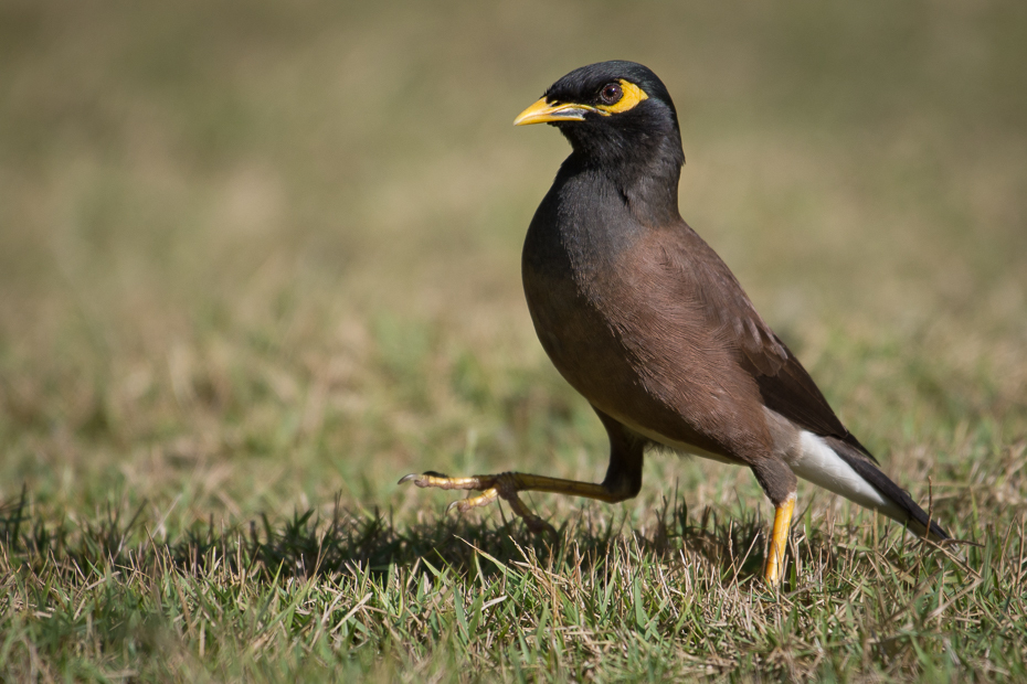  Majna brunatna Przyroda Nikon D7200 NIKKOR 200-500mm f/5.6E AF-S 0 Myanmar ptak dziób fauna acridotheres ekosystem pospolita myna dzikiej przyrody organizm ecoregion kos