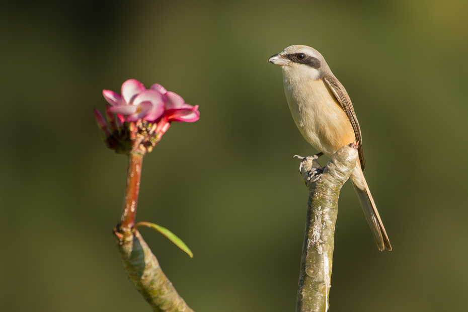  Dzierzba brązowa Przyroda Nikon D7200 NIKKOR 200-500mm f/5.6E AF-S 0 Myanmar ptak fauna dziób dzikiej przyrody flycatcher starego świata gałąź zięba Gałązka organizm słowik