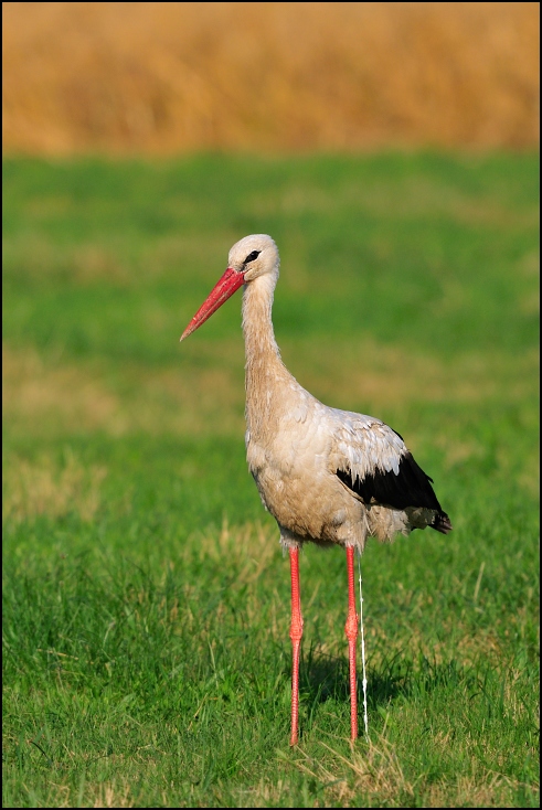  Bocian robi... Ptaki Nikon D300 Sigma APO 500mm f/4.5 DG/HSM Zwierzęta bocian bocian biały ptak Ciconiiformes ekosystem fauna dziób trawa żuraw jak ptak dźwig