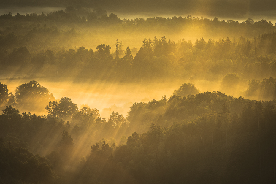  Sokolik 0 Nikon D7200 AF-S Nikkor 70-200mm f/2.8G niebo Natura atmosfera zamglenie ranek świt Chmura wschód słońca drzewo światło słoneczne