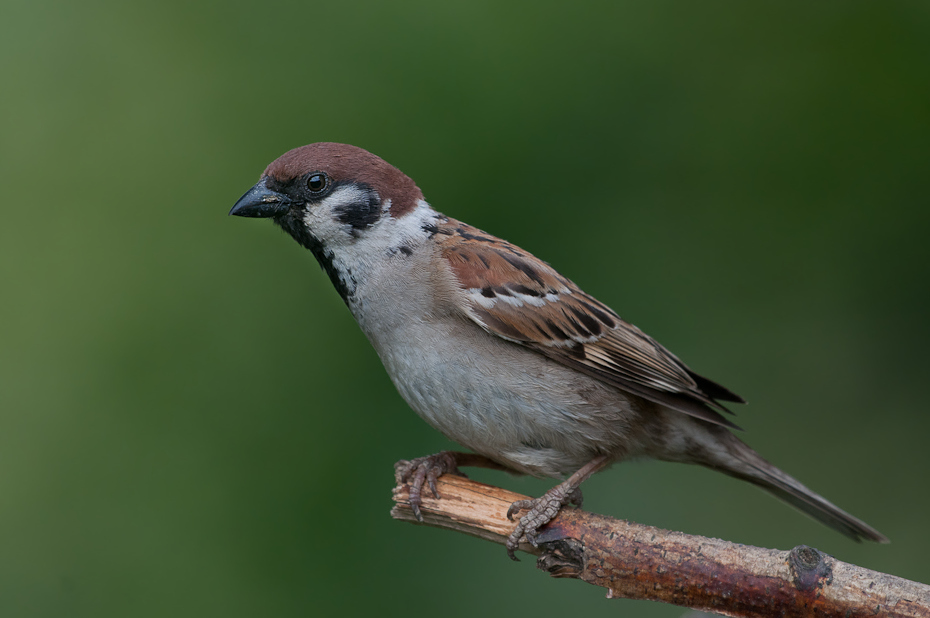  Mazurek Ptaki Nikon D200 Sigma APO 100-300mm f/4 HSM Zwierzęta ptak wróbel Wróbel fauna dziób zięba ptak przysiadujący dzikiej przyrody organizm Emberizidae