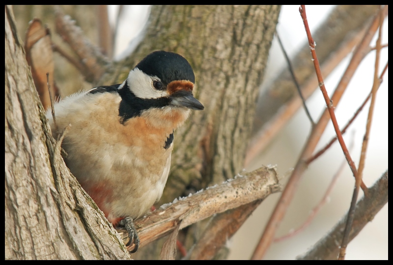  Dzięcioł Ptaki dzięcioł ptaki Nikon D200 Sigma APO 100-300mm f/4 HSM Zwierzęta ptak fauna dziób zięba ptak przysiadujący wróbel pióro Gałązka dzikiej przyrody Emberizidae