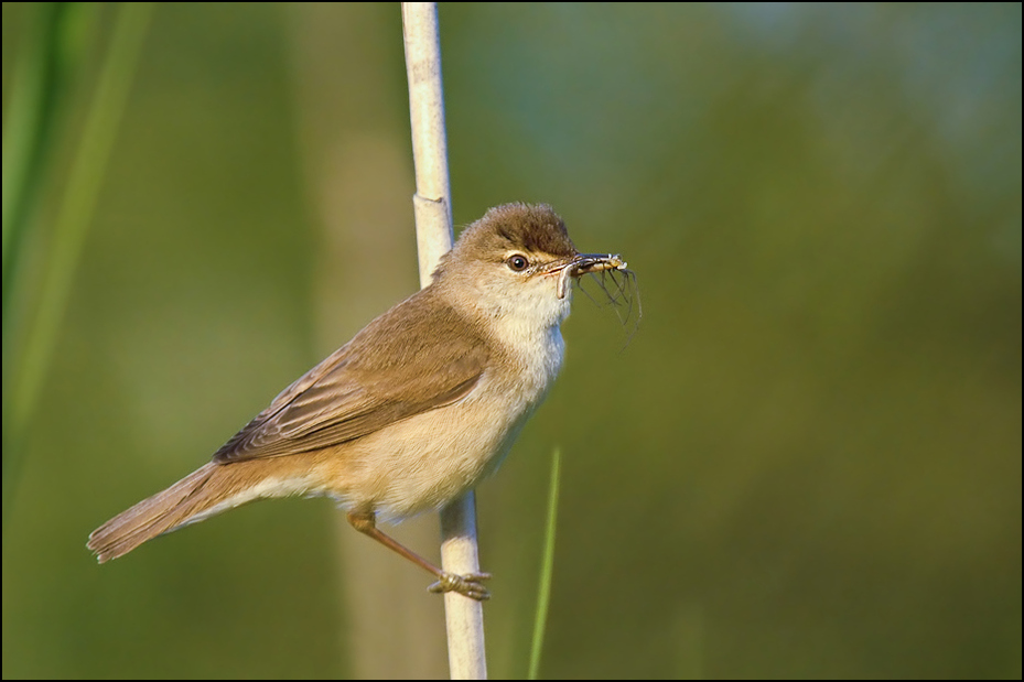  Trzcinniczek Ptaki trzcinniczek ptak Nikon D200 Sigma APO 70-300mm f/4-5.6 Macro Zwierzęta fauna dziób dzikiej przyrody słowik flycatcher starego świata strzyżyk ranek skrzydło Emberizidae