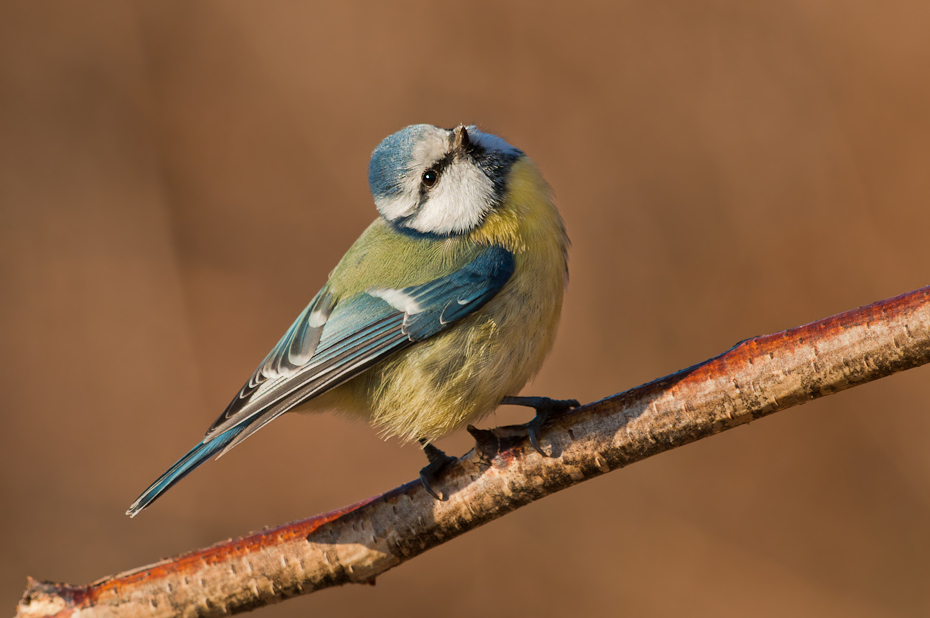  Modraszka Ptaki Nikon D300 Sigma APO 500mm f/4.5 DG/HSM Zwierzęta ptak fauna dziób chickadee ptak przysiadujący dzikiej przyrody pióro coraciiformes skrzydło ptak śpiewający