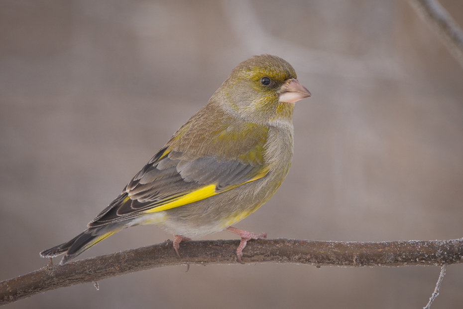  Dzwoniec Ptaki dzwoniec samica ptaki Nikon D7200 Sigma 150-600mm f/5-6.3 HSM Zwierzęta ptak dziób fauna zięba pióro wróbel dzikiej przyrody ścieśniać Gałązka ptak przysiadujący