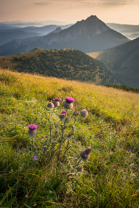  Mała Fatra 0 Mala Nikon D7200 Sigma 10-20mm f/3.5 HSM dziki kwiat górzyste formy terenu kwiat ekosystem pustynia Góra niebo łąka pole