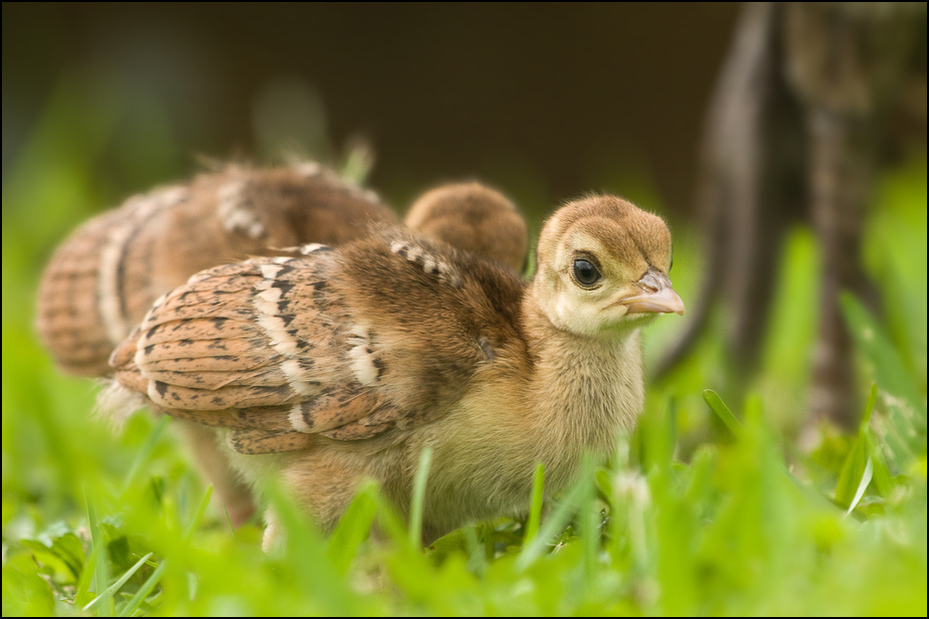  Paw indyjski Ptaki Nikon D300 Sigma APO 500mm f/4.5 DG/HSM Zwierzęta ptak fauna dziób galliformes dzikiej przyrody zwierzę lądowe trawa organizm ecoregion pardwa