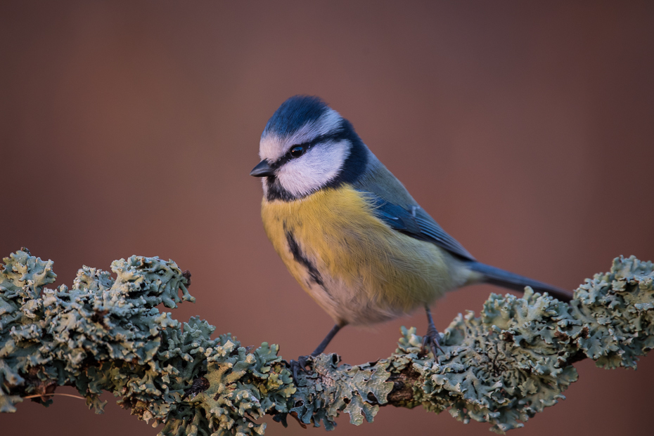  Sikora modra Ptaki Nikon D7200 Sigma 150-600mm f/5-6.3 HSM Zwierzęta ptak dziób fauna dzikiej przyrody zięba chickadee pióro ptak przysiadujący flycatcher starego świata organizm