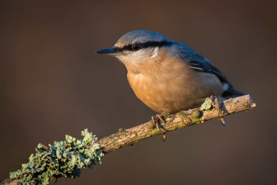  Kowalik Ptaki Nikon D7200 Sigma 150-600mm f/5-6.3 HSM Zwierzęta ptak fauna dziób dzikiej przyrody flycatcher starego świata pióro strzyżyk Gałązka skrzydło gałąź