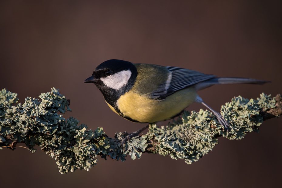  Bogatka Ptaki Nikon D7200 Sigma 150-600mm f/5-6.3 HSM Zwierzęta ptak fauna dziób zięba chickadee dzikiej przyrody ptak przysiadujący flycatcher starego świata pióro Gałązka