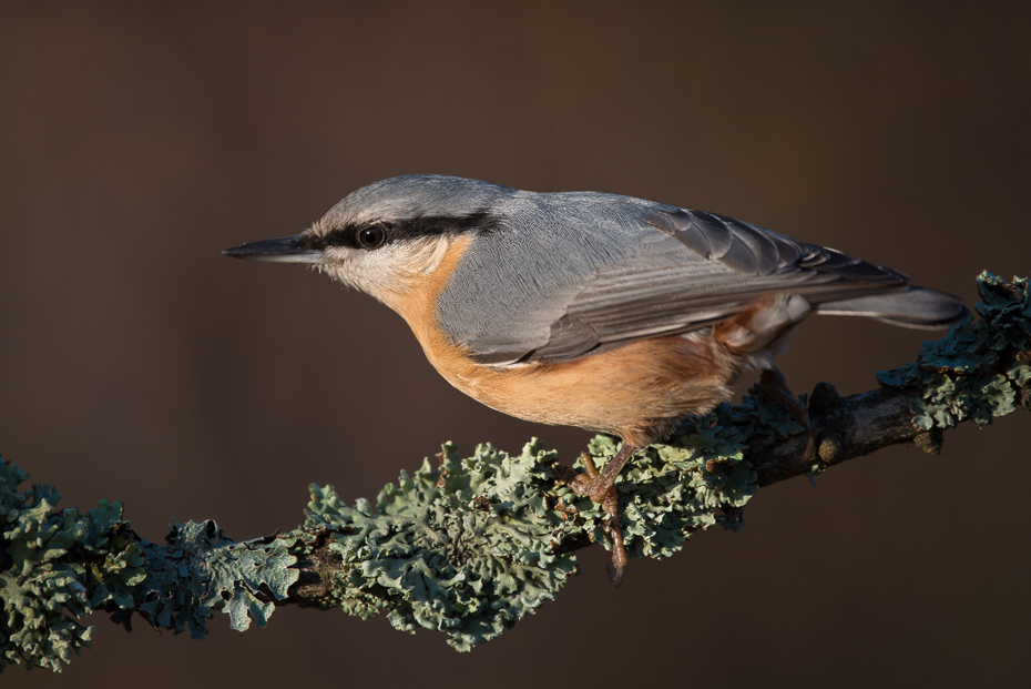  Kowalik Ptaki Nikon D7200 Sigma 150-600mm f/5-6.3 HSM Zwierzęta ptak fauna dziób dzikiej przyrody flycatcher starego świata ścieśniać pióro skrzydło zięba organizm