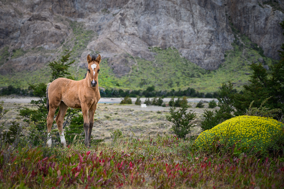  Dziki koń Argentyna Nikon Nikkor 24-70mm f/4 0 Patagonia dzikiej przyrody Natura Naturalny krajobraz pustynia Źrebię trawa dziki kwiat drzewo wiosna