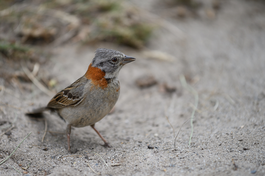  Pasówka obrożna Ptaki Nikon Nikkor AF-S 70-200 f/4.0G 0 Patagonia ptak kręgowiec dziób trznadel ortolan wróbel skowronek Emberizidae ptak przysiadujący ptak śpiewający zięba