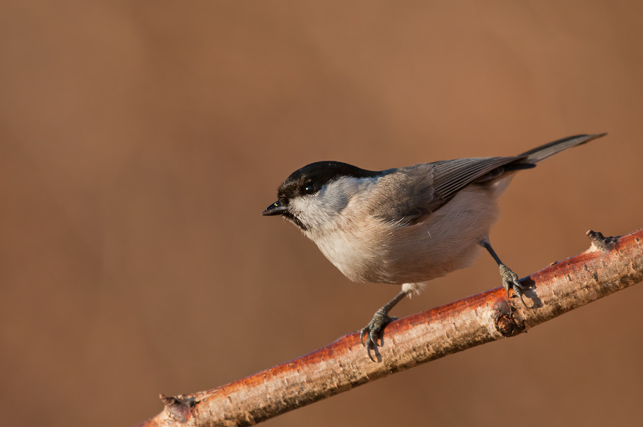  Czarnogłówka Ptaki Nikon D300 Sigma APO 500mm f/4.5 DG/HSM Zwierzęta ptak fauna dziób dzikiej przyrody pióro Emberizidae flycatcher starego świata ptak przysiadujący chickadee strzyżyk