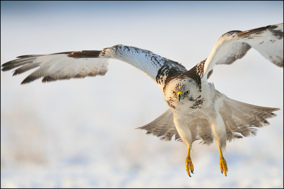  Myszołów #17 Ptaki Nikon D300 Sigma APO 500mm f/4.5 DG/HSM Zwierzęta ptak dziób ptak drapieżny fauna dzikiej przyrody orzeł sokół pióro niebo skrzydło