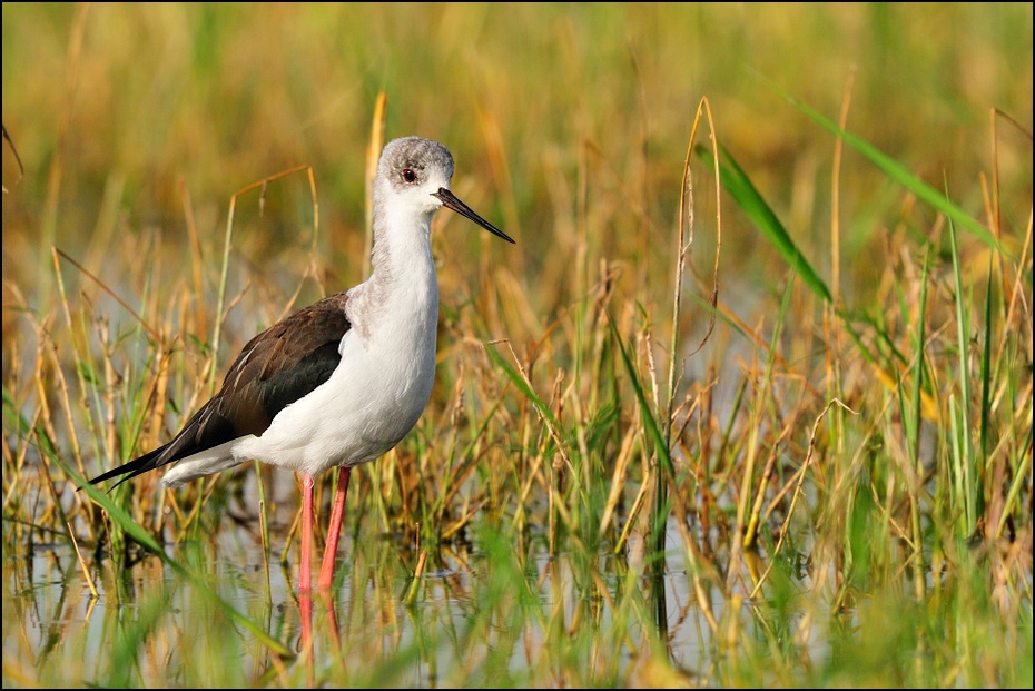  Szczudłak zwyczajny Ptaki Nikon D300 Sigma APO 500mm f/4.5 DG/HSM Etiopia 0 ptak ekosystem fauna dziób dzikiej przyrody rezerwat przyrody shorebird szczudło łąka trawa