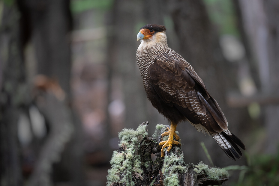  Karakara czarnobrzucha Ptaki nikon d750 Nikkor AF-S 70-200 f/4.0G 0 Patagonia ptak kręgowiec dziób ptak drapieżny jastrząb Accipitridae accipitriformes orzeł sokół Sokół wędrowny