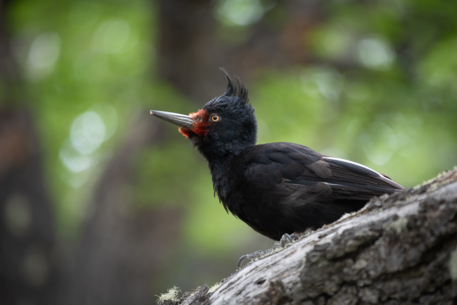  Dzięcioł magellański Ptaki nikon d750 Nikkor AF-S 70-200 f/4.0G 0 Patagonia ptak dziób kos dzikiej przyrody organizm ptak przysiadujący