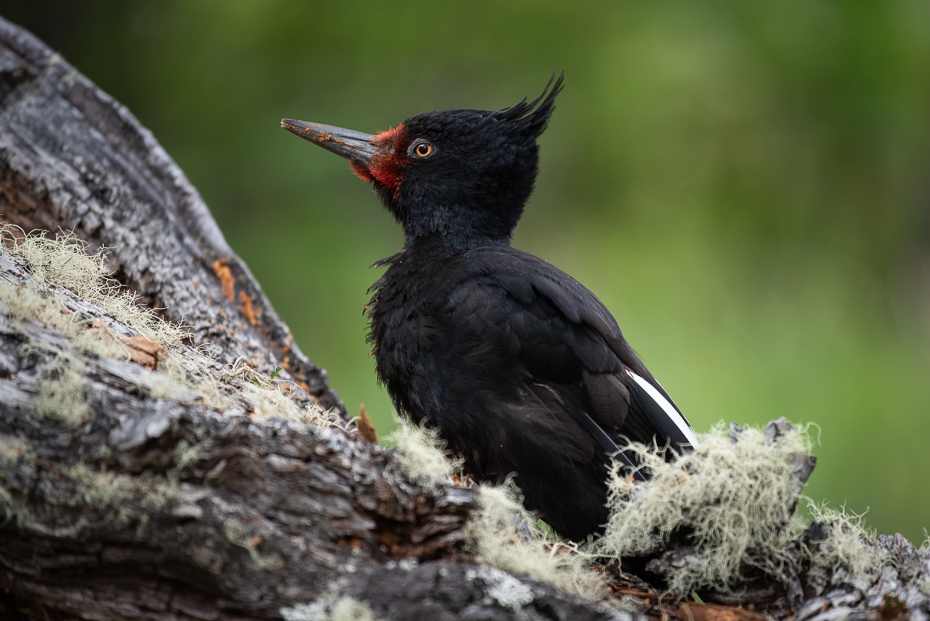  Dzięcioł magellański Ptaki nikon d750 Nikkor AF-S 70-200 f/4.0G 0 Patagonia ptak kręgowiec dziób kos dzikiej przyrody dzięcioł