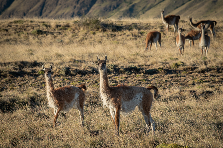  Gwanako andyjskie Argentyna nikon d750 Nikkor AF-S 70-200 f/4.0G 0 Patagonia dzikiej przyrody kręgowiec ssak zwierzę lądowe stado guanako Wigoń jeleń łąka Sarna z bialym ogonem