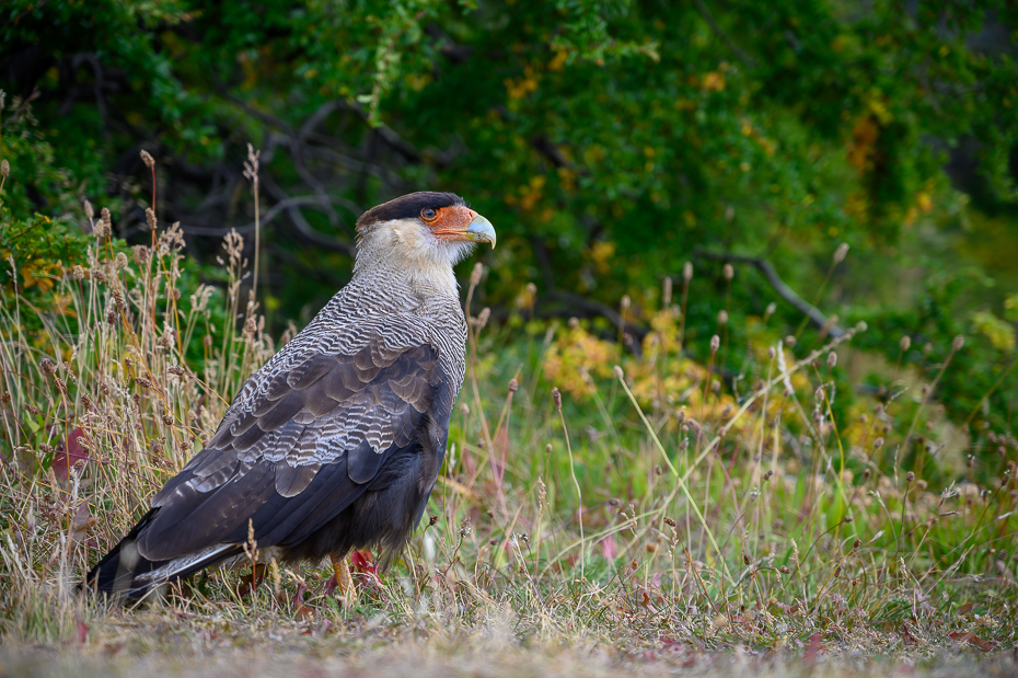  Karakara czarnobrzucha Ptaki Nikon Nikkor 24-70mm f/4 0 Patagonia ptak kręgowiec dziób ptak drapieżny dzikiej przyrody accipitriformes rodzina traw Falconiformes Adaptacja społeczność roślin