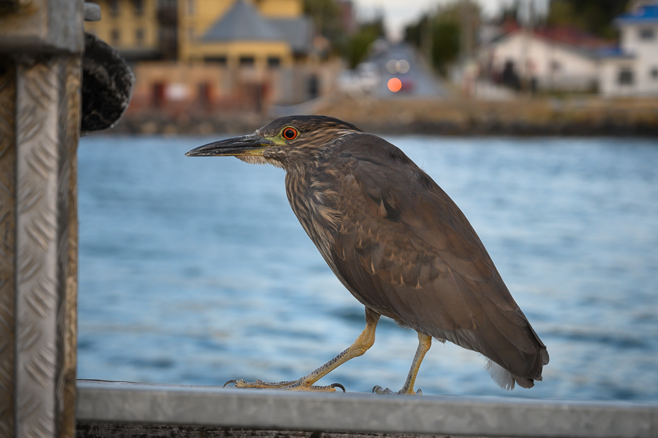  Ślepowron Ptaki Nikon Nikkor 24-70mm f/4 0 Patagonia ptak kręgowiec dziób zielona czapla Butorides Striated Heron nocna czapla dzikiej przyrody czapla pelecaniformes